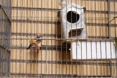 A cozy cage setup featuring toys and bedding for a small bird.