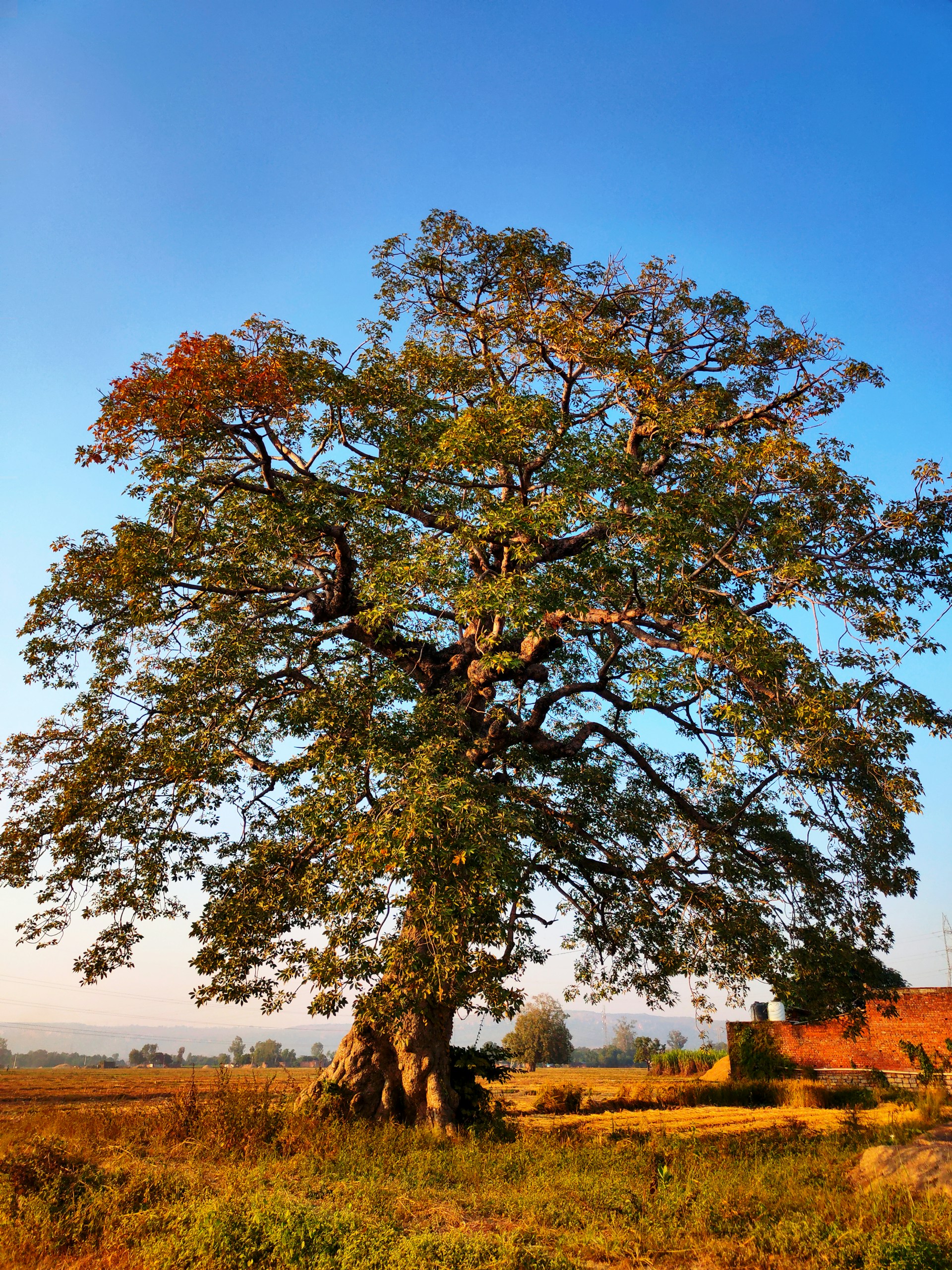 a large tree in the middle of a field