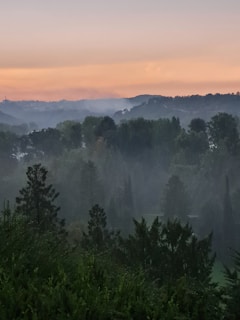 A serene landscape of mist rolling over a dense forest at sunrise