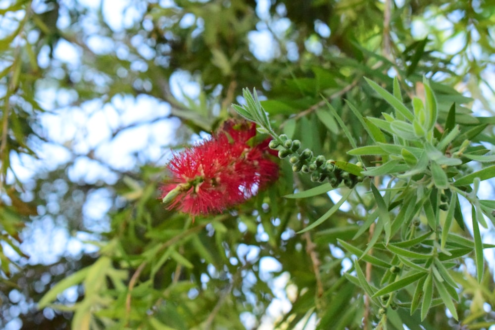 a red flower is growing on a tree