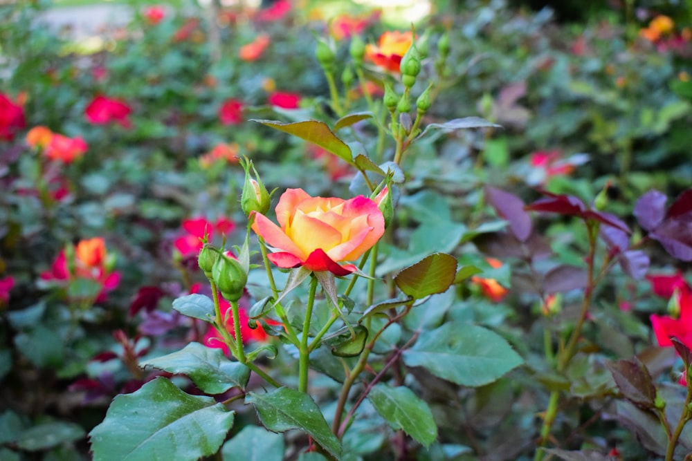 a pink rose in a garden full of red and yellow flowers