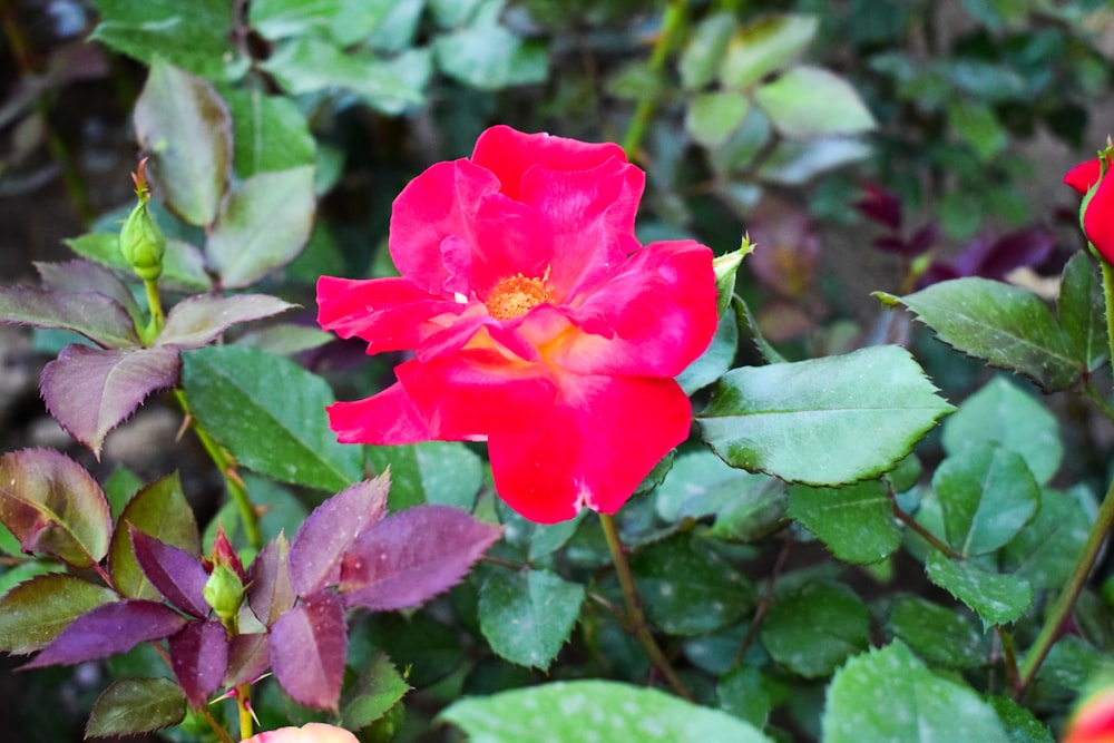 a close up of a red flower with green leaves