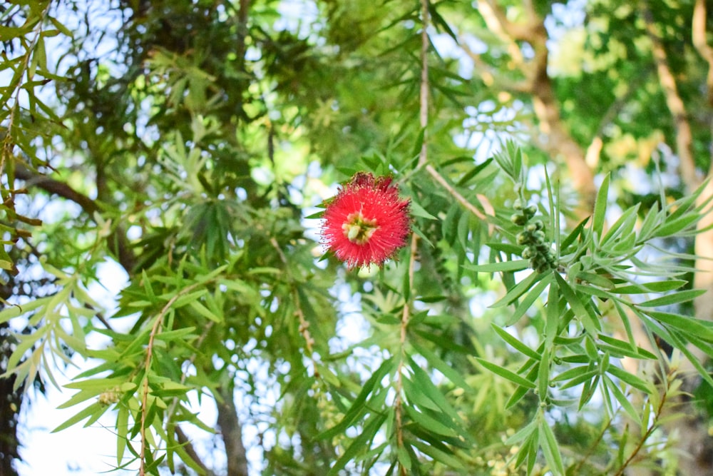 a red flower sitting on top of a lush green tree
