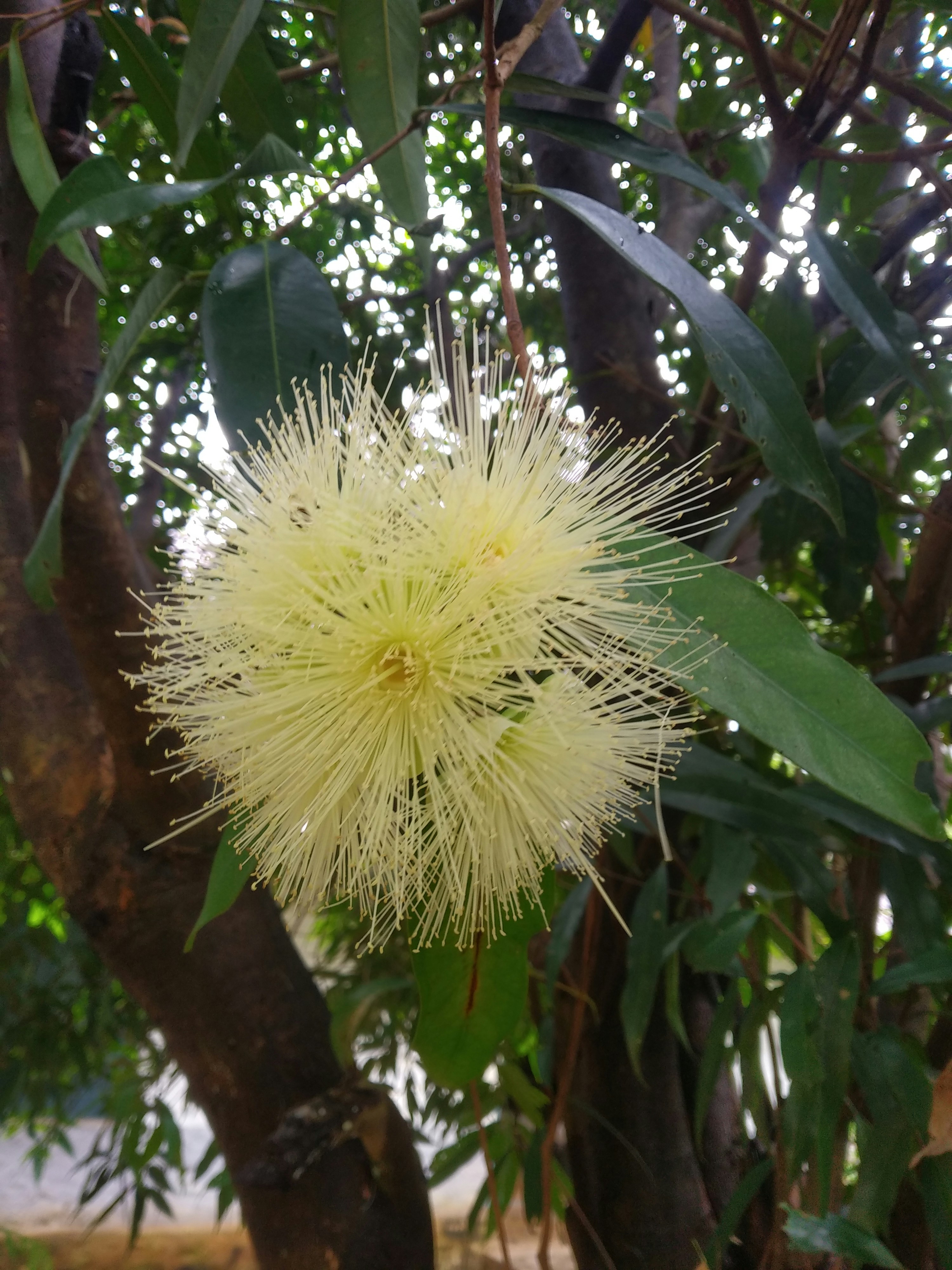A flower that is growing on a tree photo – Free Herbal Image on Unsplash