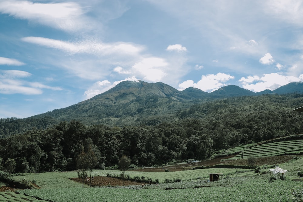 a lush green field with a mountain in the background