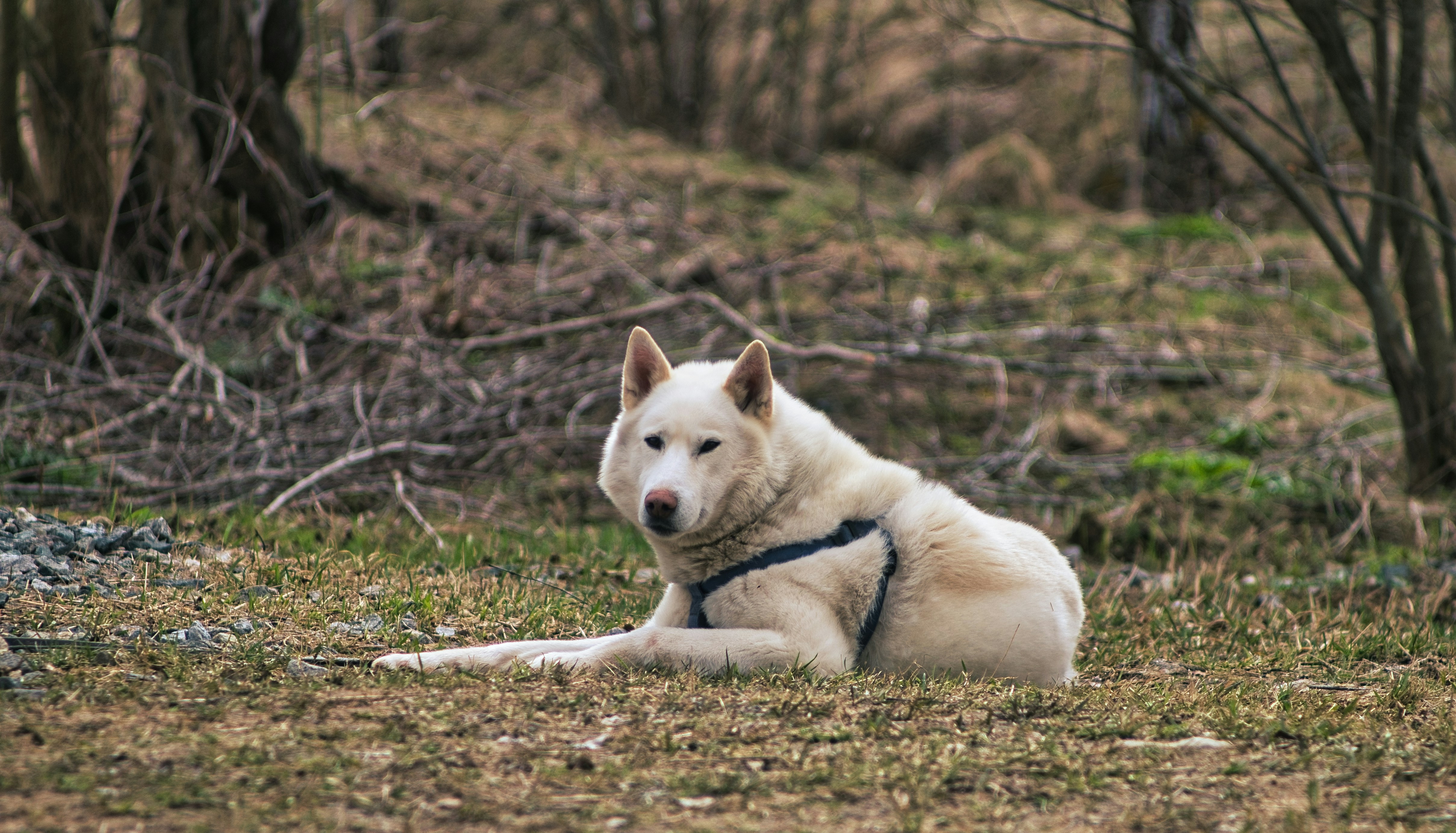 Dog Days Training and Adventure's image