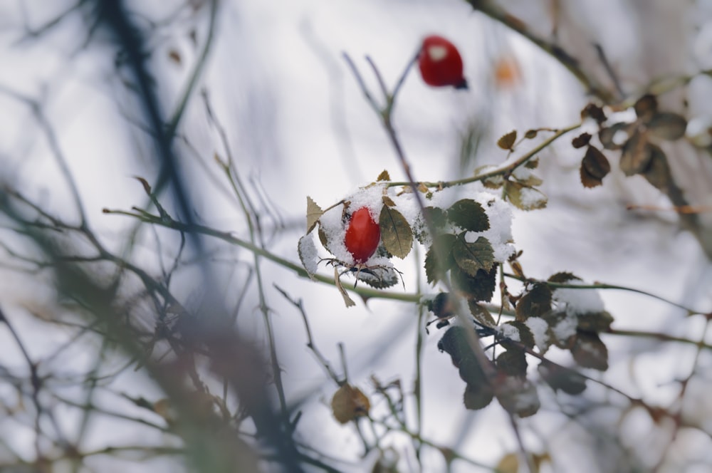 a red bird sitting on top of a tree branch