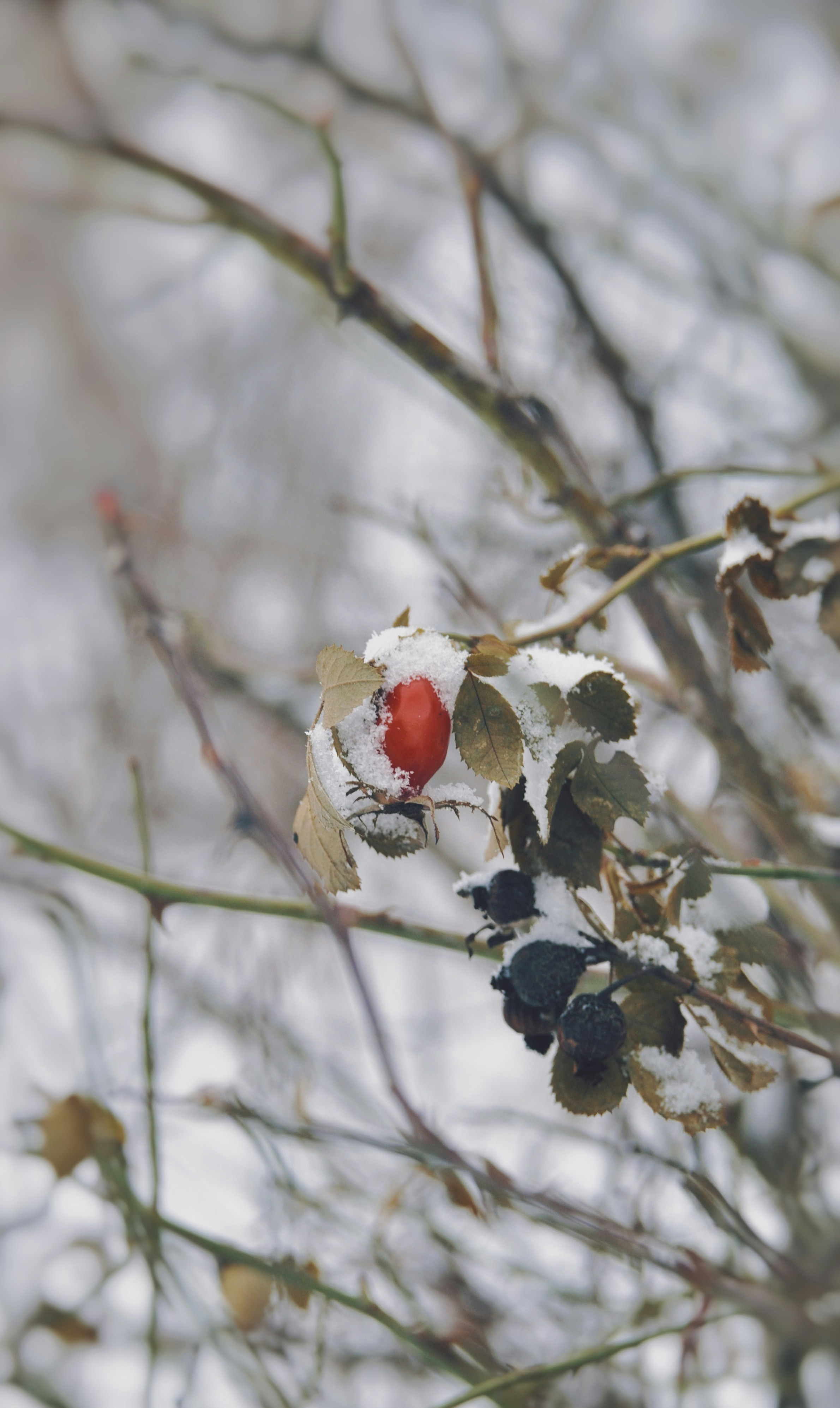 A red berry sitting on top of a leaf covered tree photo – Free Nature ...