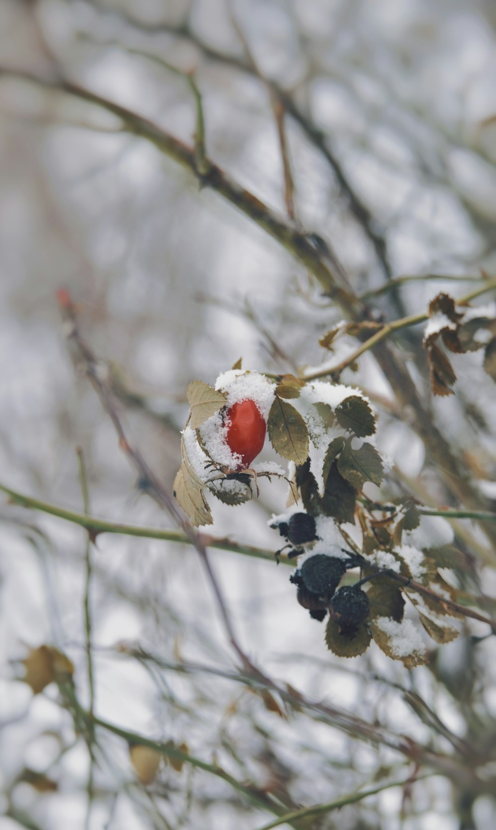 a red berry sitting on top of a leaf covered tree