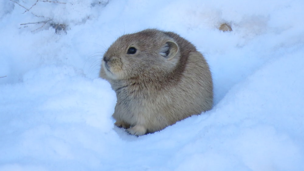 a close up of a small animal in the snow