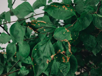 a close up of a green leaf with brown spots