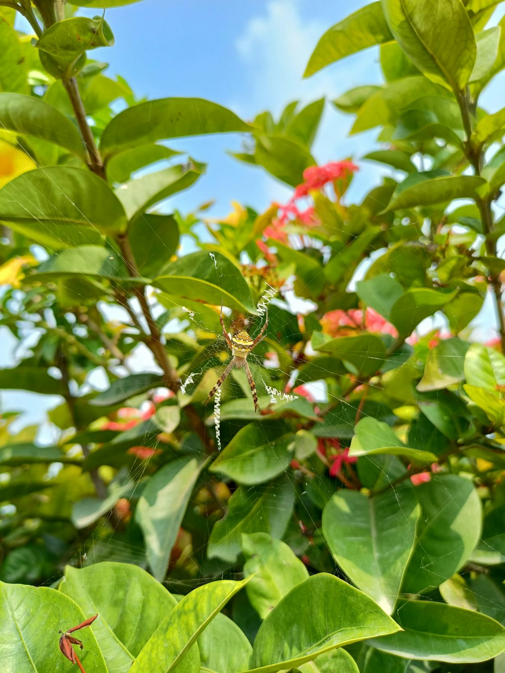 a spider sits on its web in the middle of a bush