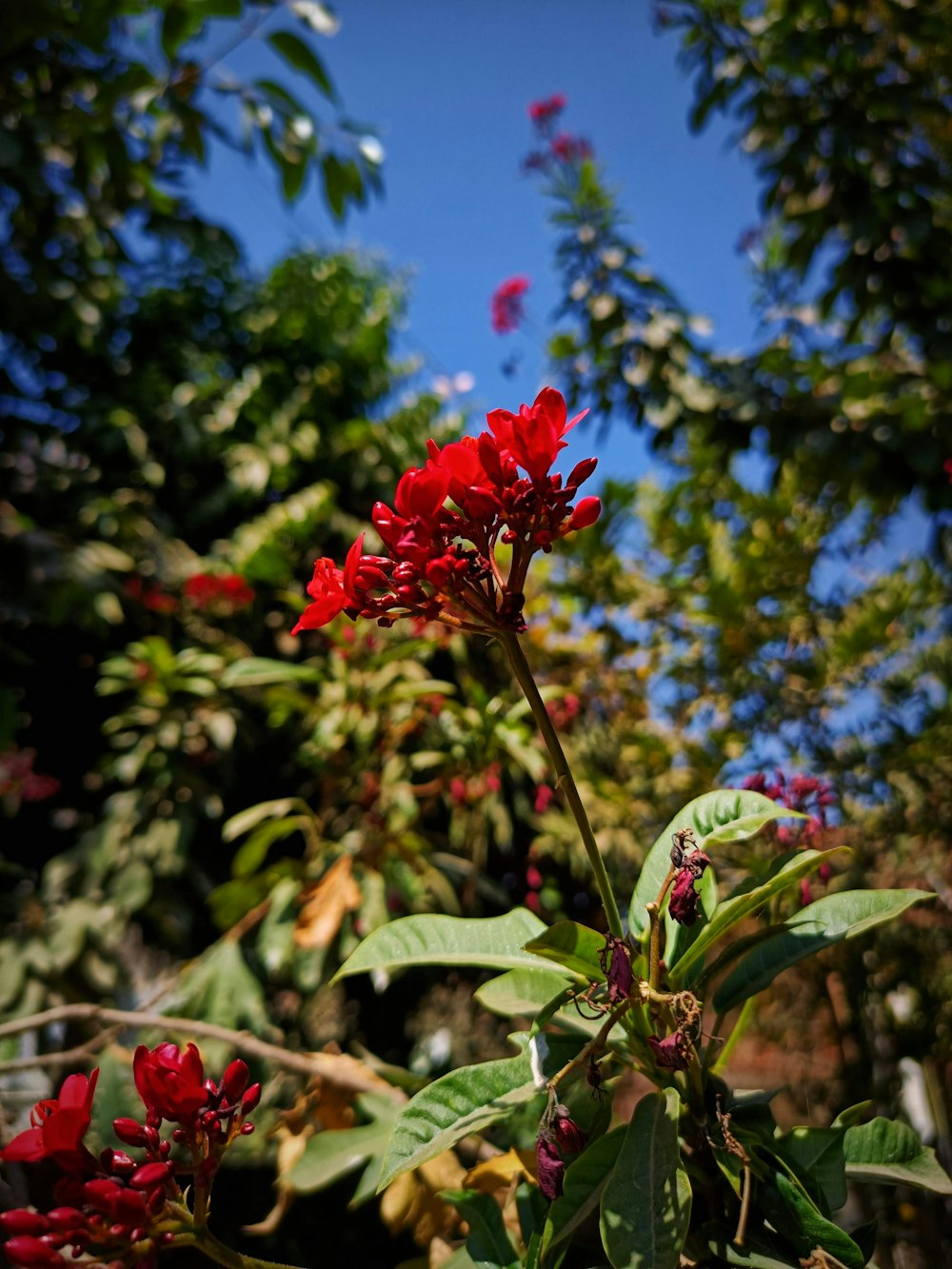 a red flower is blooming in a garden