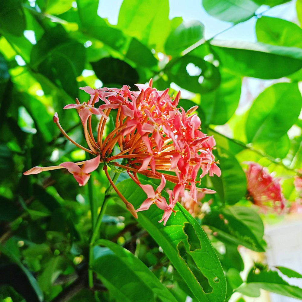 a red flower is blooming on a tree