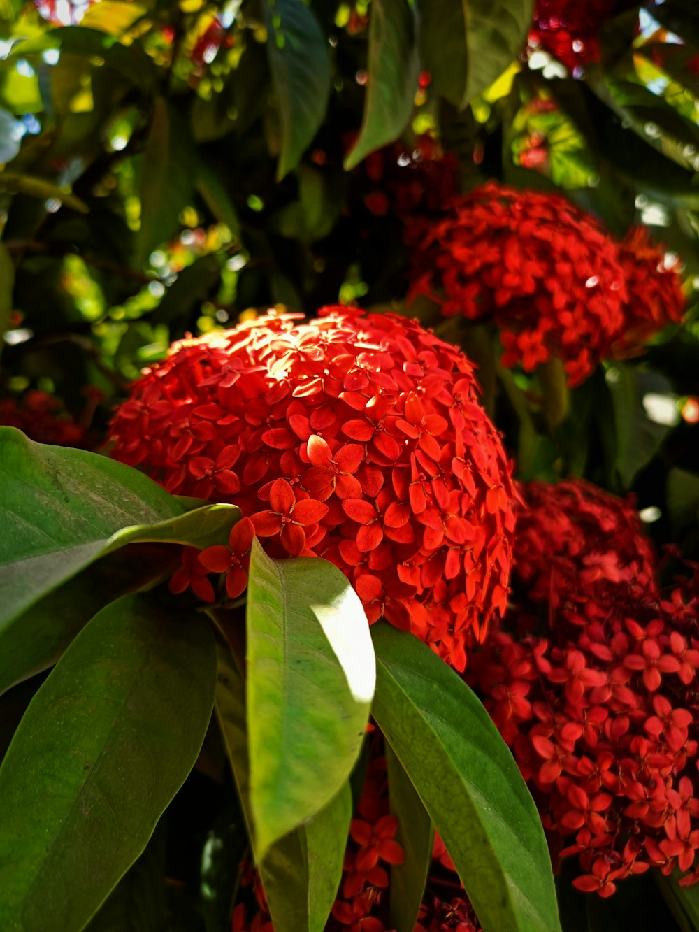 a close up of a bunch of red flowers