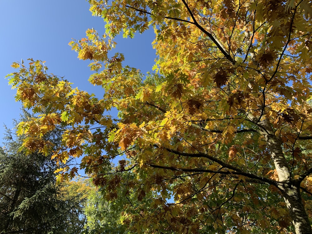 배경에 노란 잎과 푸른 하늘이 있는 나무