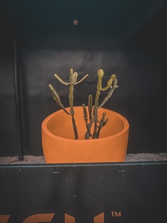 A cactus with multiple arms is planted in a large, round, orange pot. The background features a dark wall, creating a stark contrast with the bright color of the pot. The setting appears to be indoors, possibly a decorative arrangement.