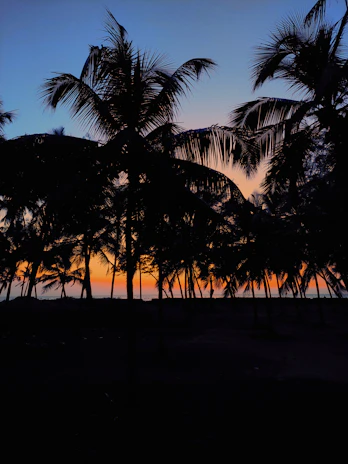 A vibrant tropical sunset background with palm trees and colorful leaves reflecting the Ondasol brand spirit.