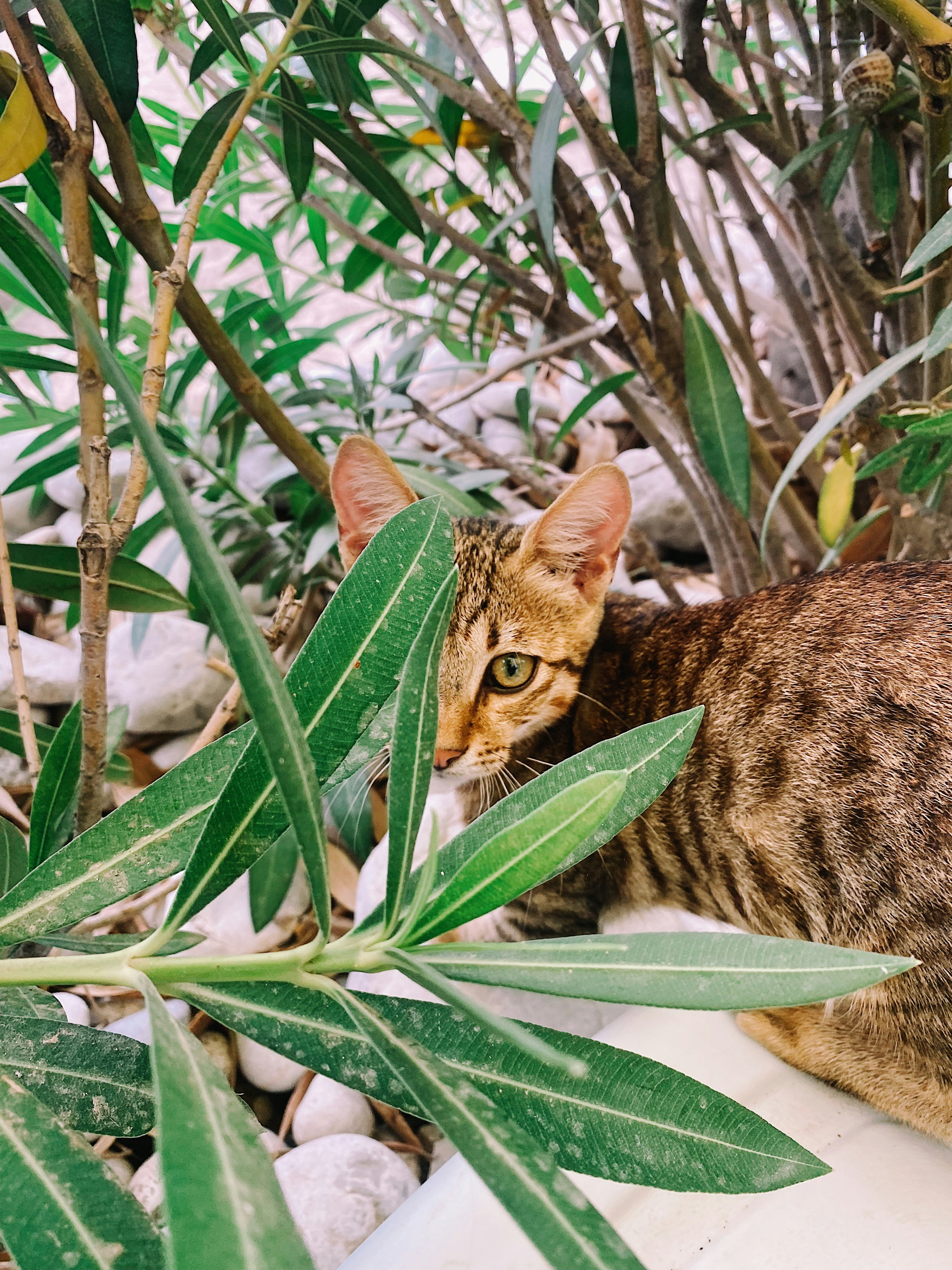 Jungle Cat: Winter Wanderer in Central Asia (image credits: unsplash)
