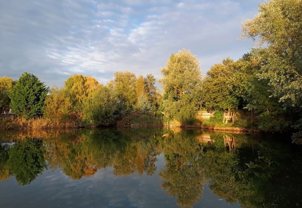 a body of water surrounded by lots of trees