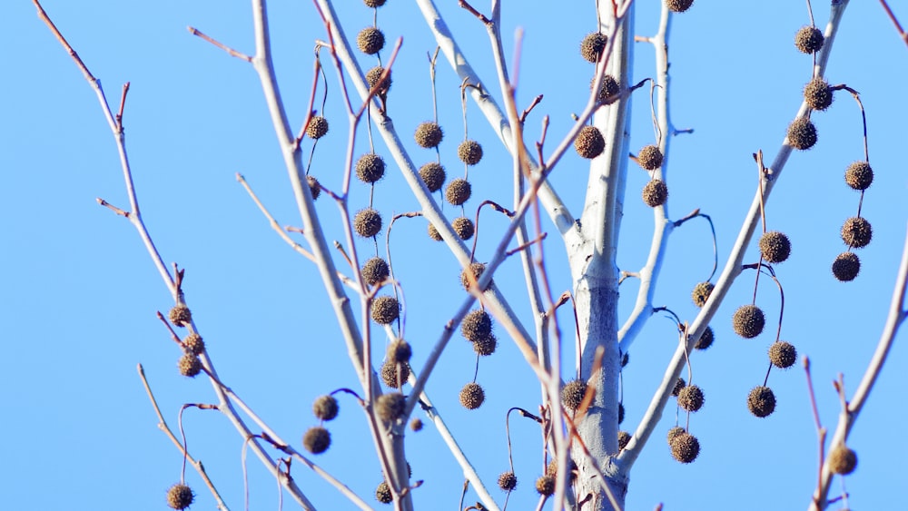 a tree with lots of berries on it