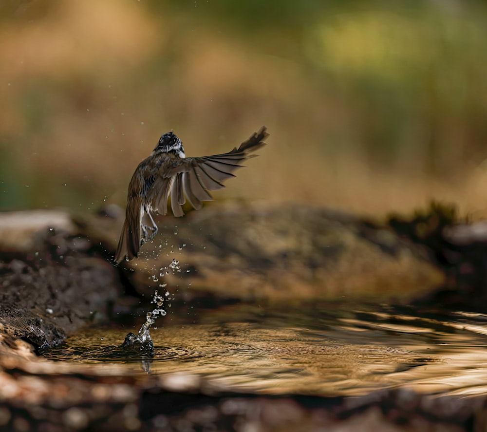 un piccolo uccello che beve un sorso d'acqua