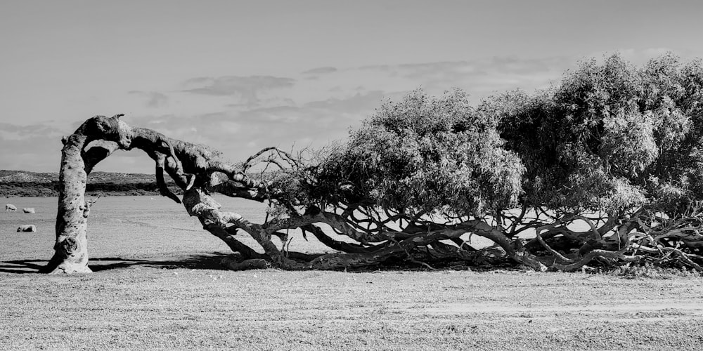a black and white photo of a tree in a field