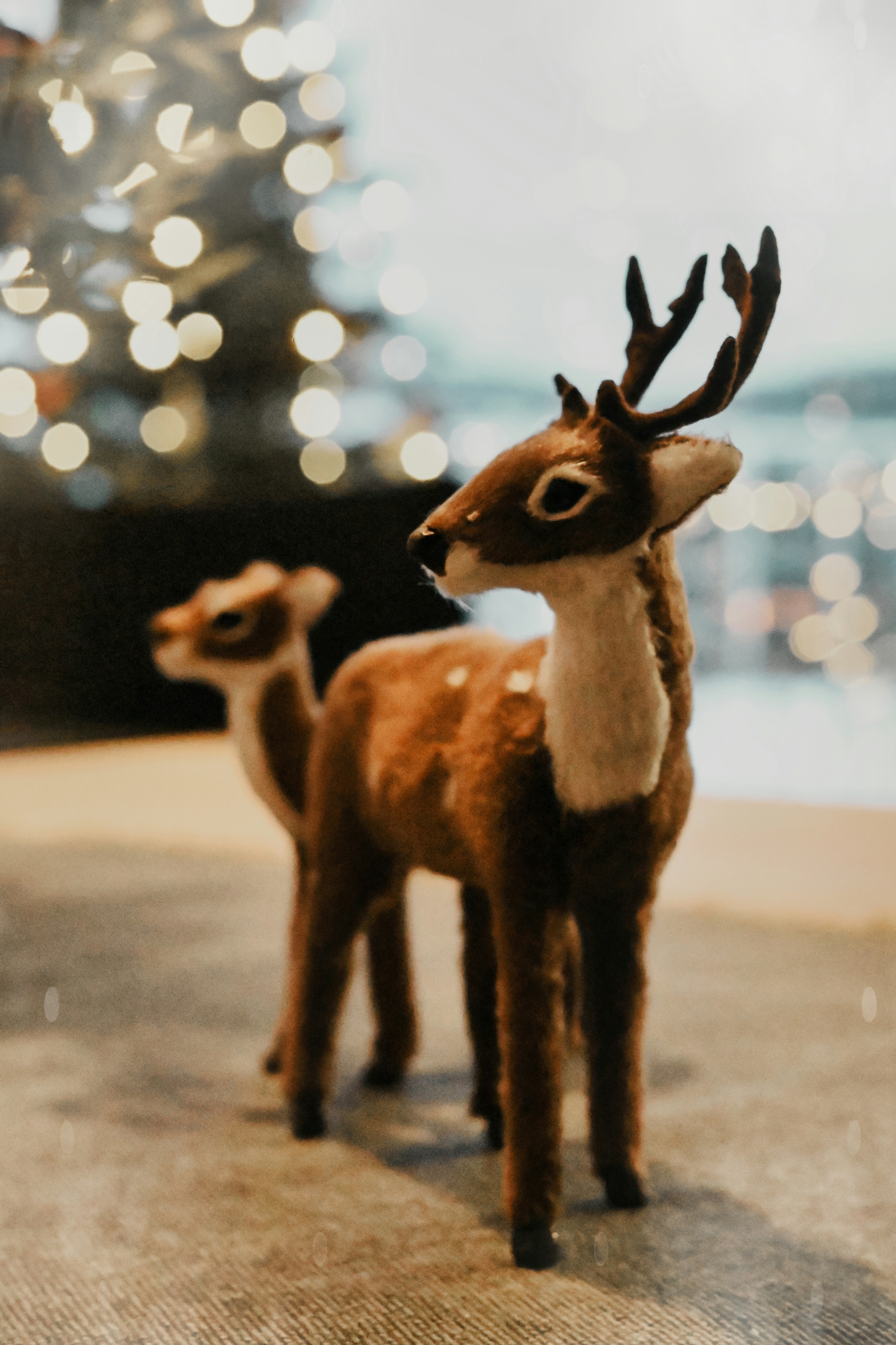 Meet Jasper the Reindeer