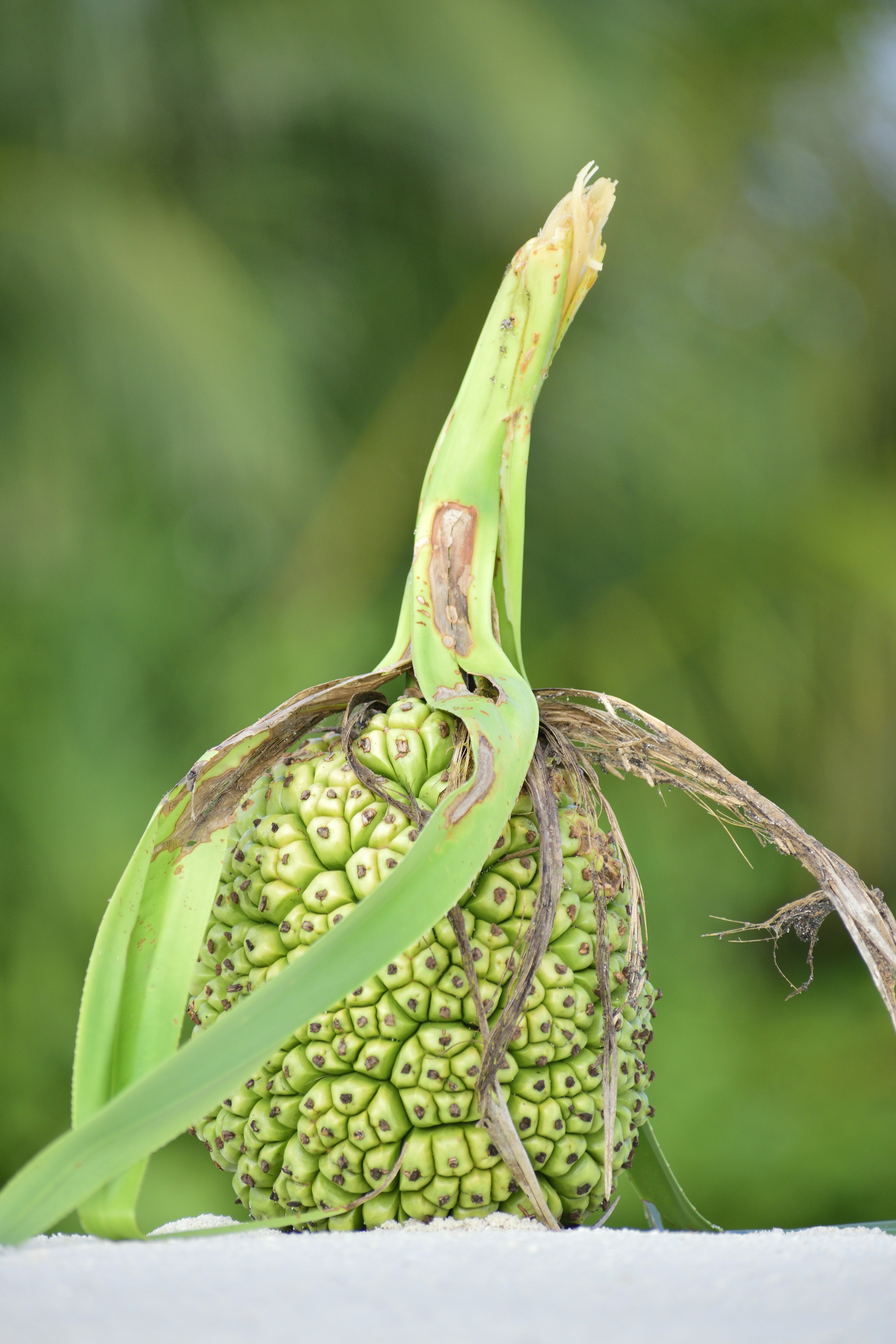 un gros plan d’une plante avec une longue tige photo Photo Malé Gratuite sur Unsplash
