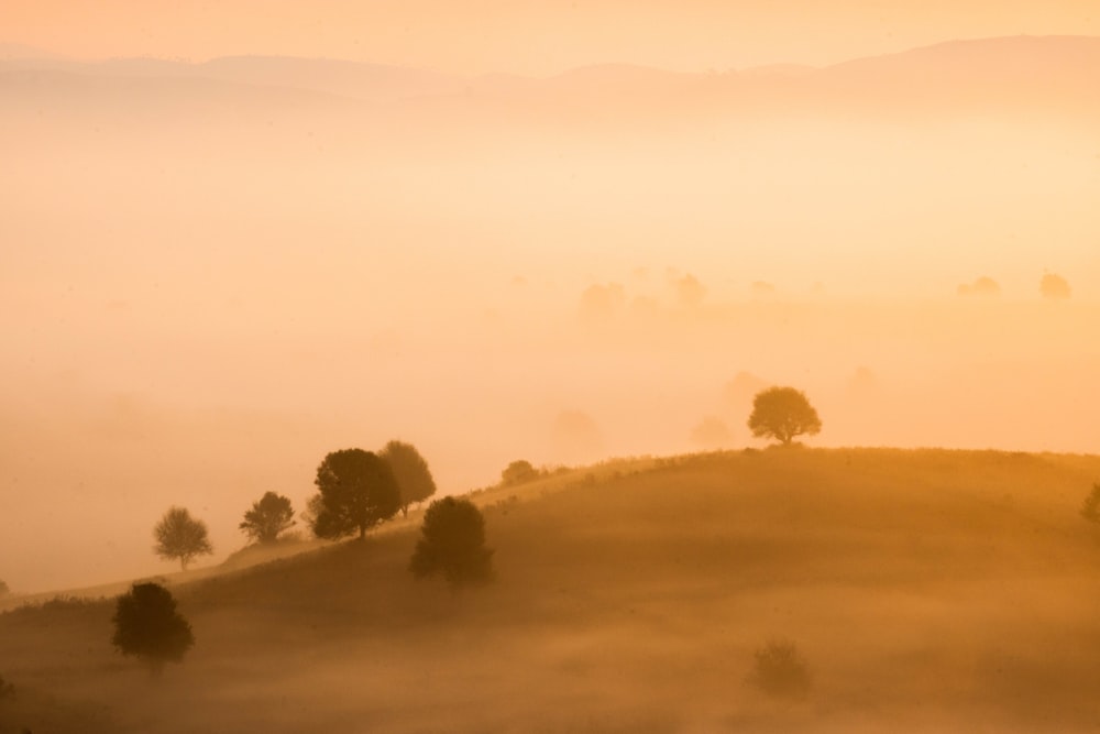 a hill covered in fog with trees on top of it