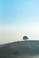 A serene landscape with a solitary tree under a clear sky symbolizing contemplation.