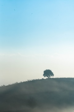 A serene landscape with a solitary tree under a clear sky symbolizing contemplation.