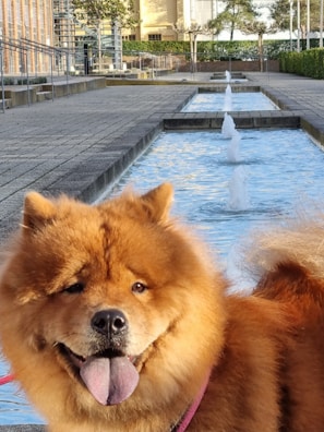 A fluffy brown dog with a thick fur coat, tongue out, stands near a series of flowing water fountains. The setting appears to be an outdoor urban area with paved walkways and modern buildings in the background. Trees and hedges line the area, adding greenery to the scene.