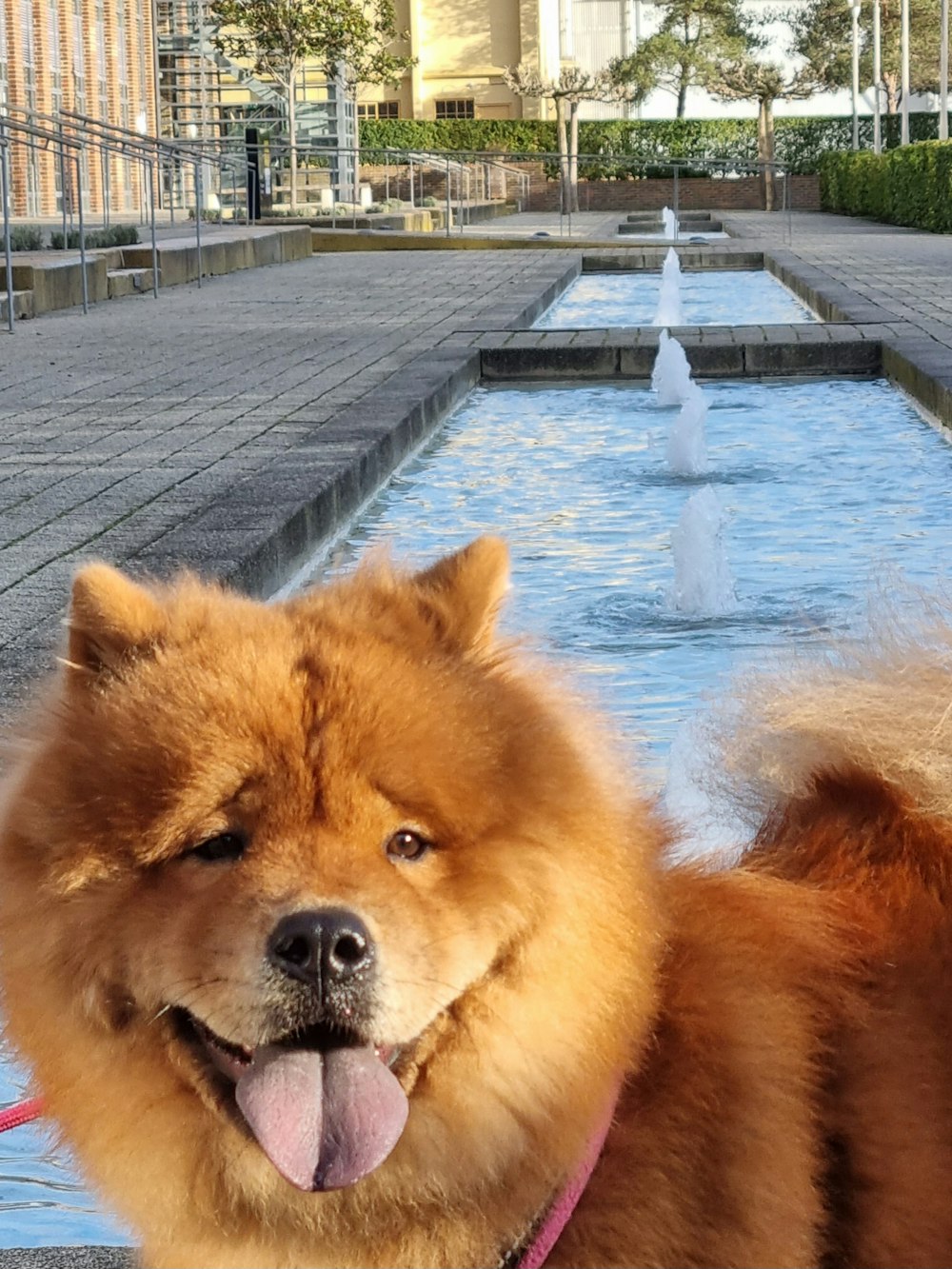 a brown dog standing next to a water fountain