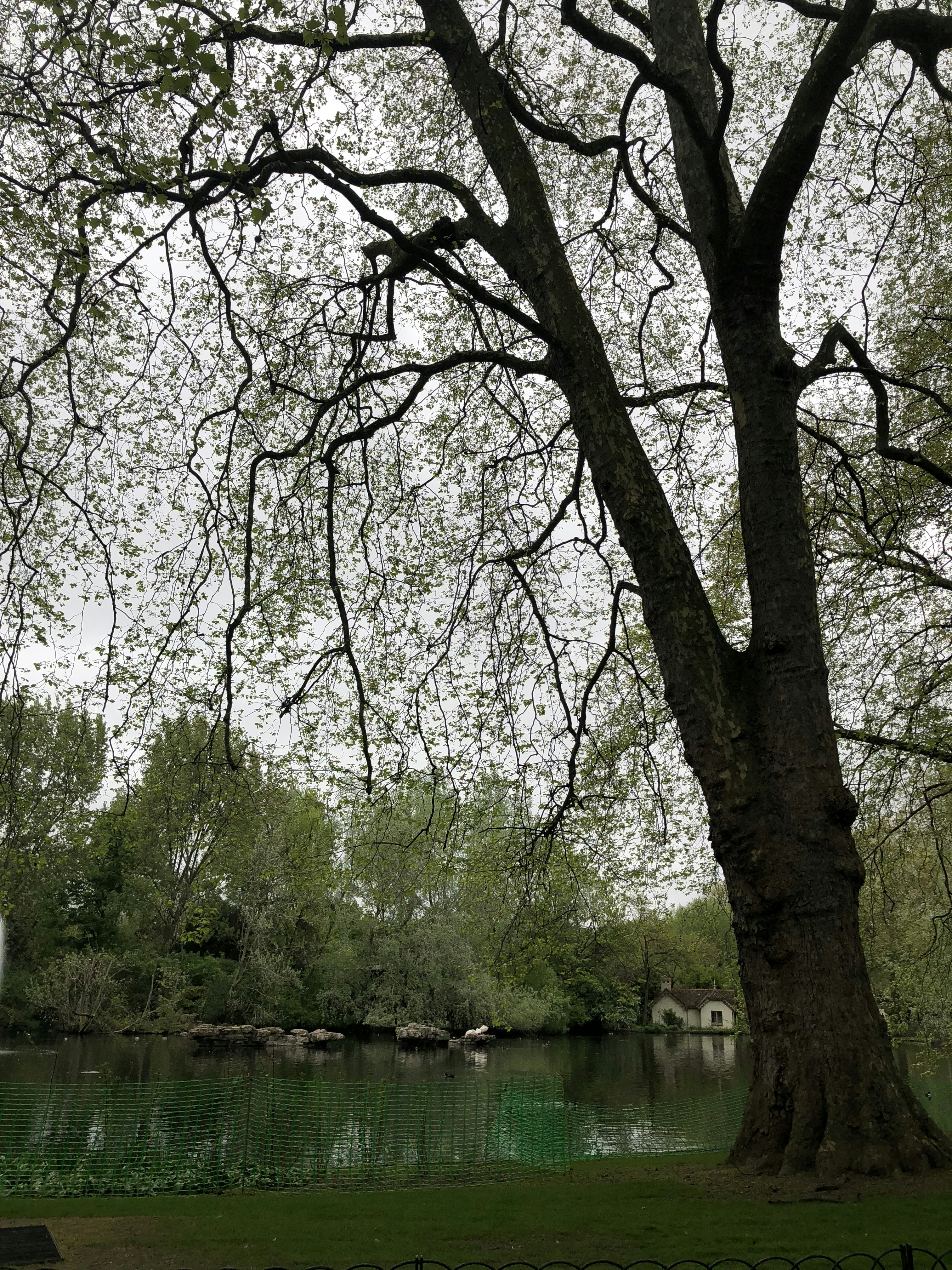 Un gran árbol junto a un cuerpo de agua