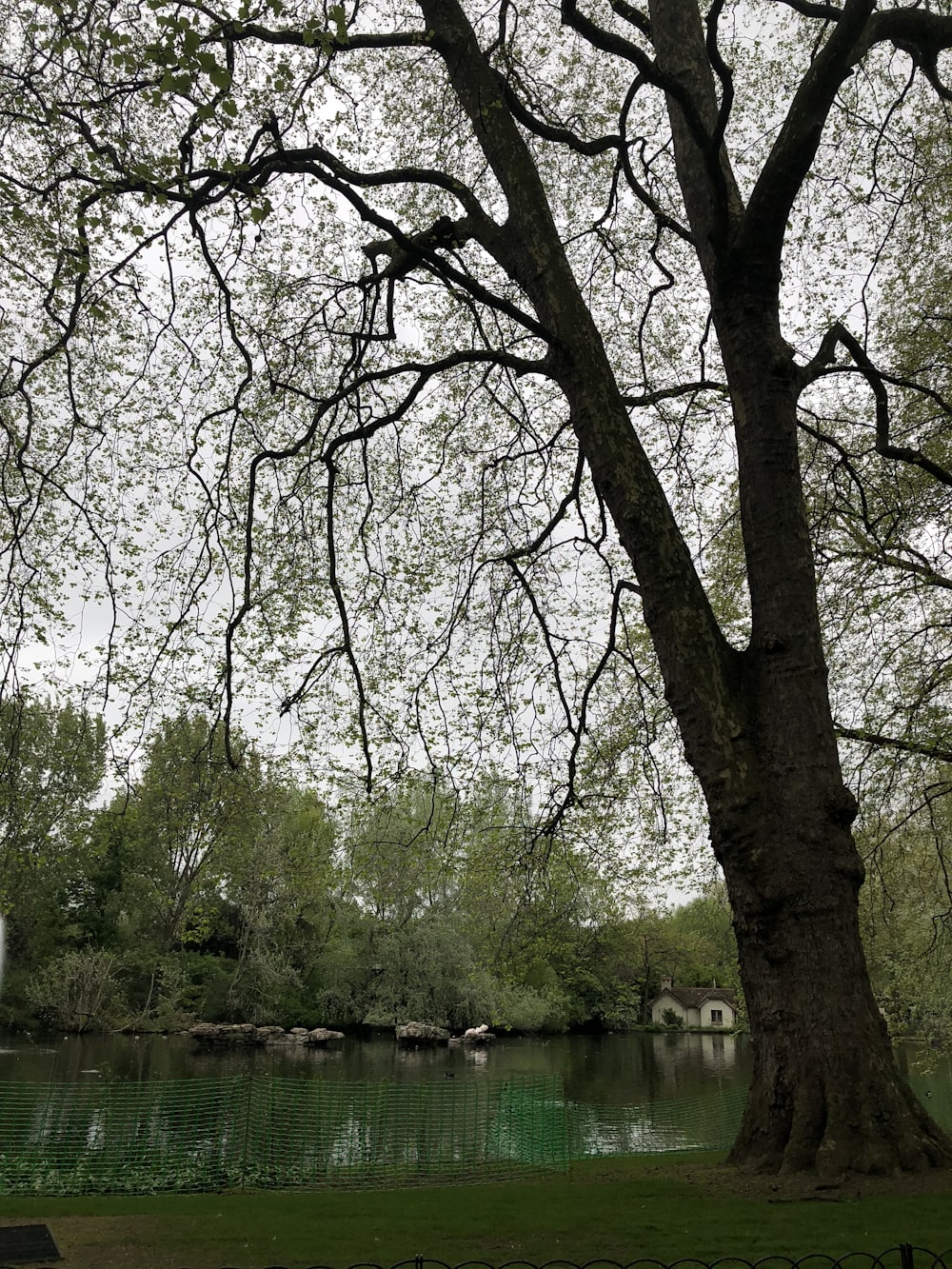 a large tree next to a body of water