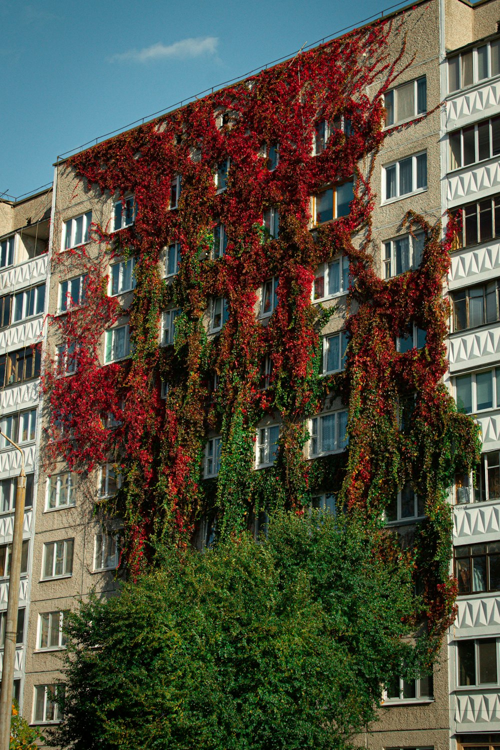 ein hohes Gebäude mit vielen Fenstern mit Weinreben bedeckt