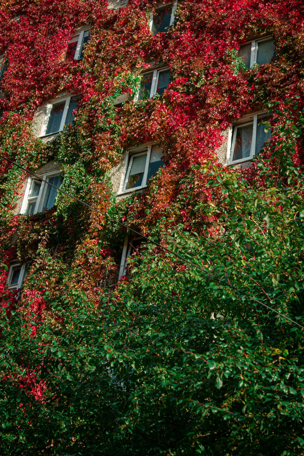 a tall building covered in lots of red and green leaves