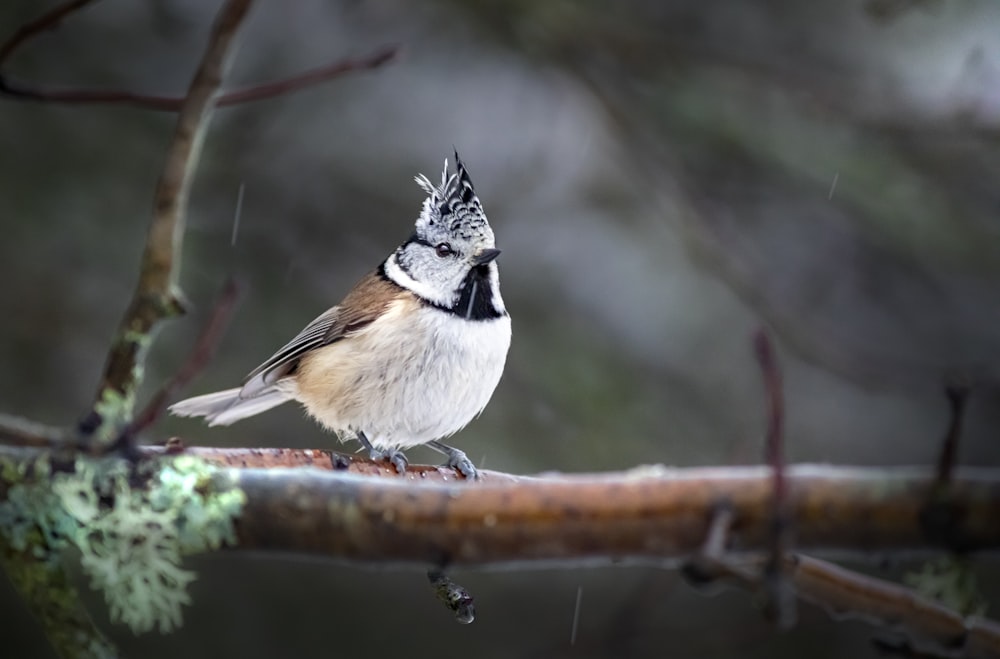 a bird sitting on a branch in the rain