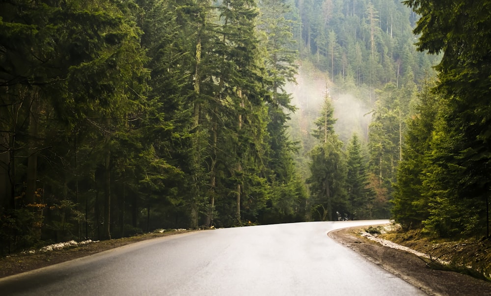 an empty road in the middle of a forest