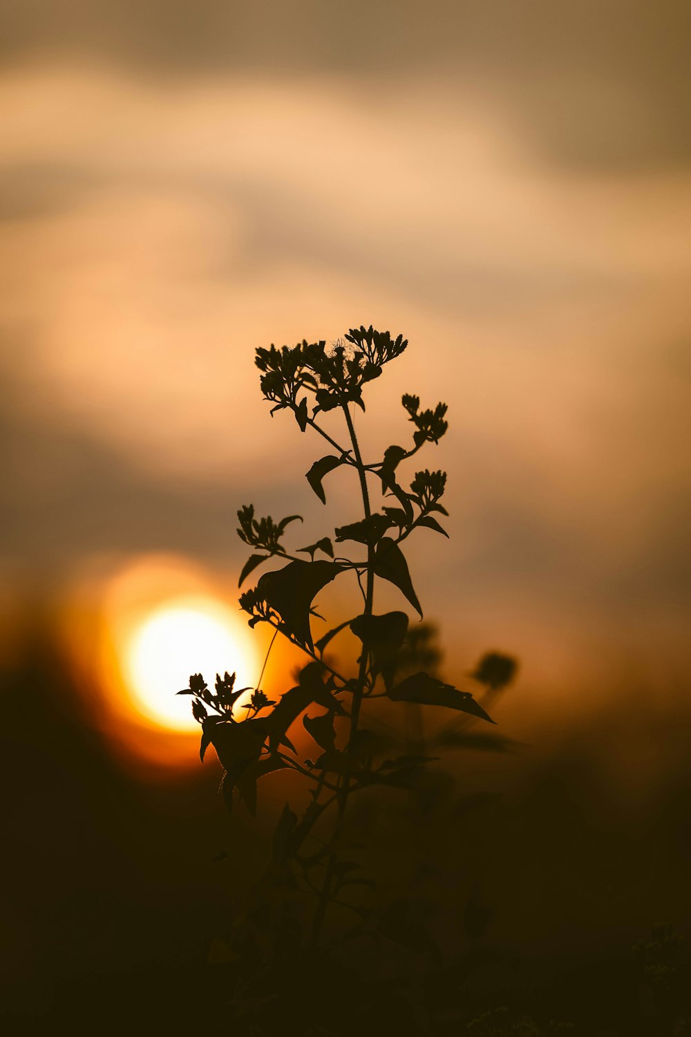 a silhouette of a plant with the sun in the background
