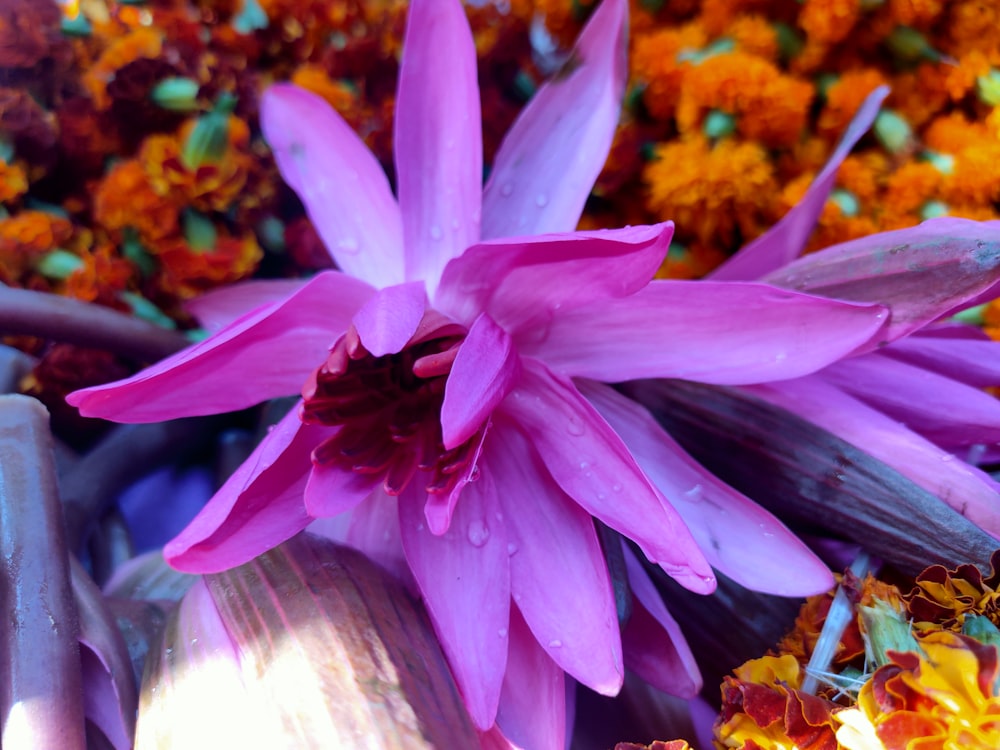 a close up of a purple flower with many other flowers in the background