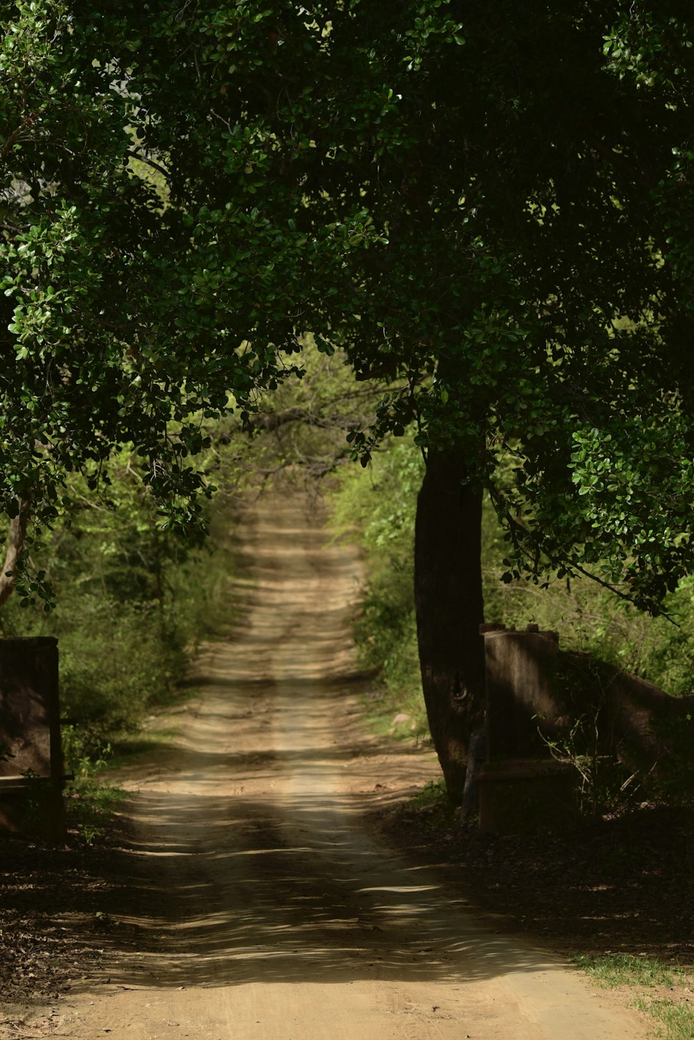 a dirt road surrounded by trees and a fence