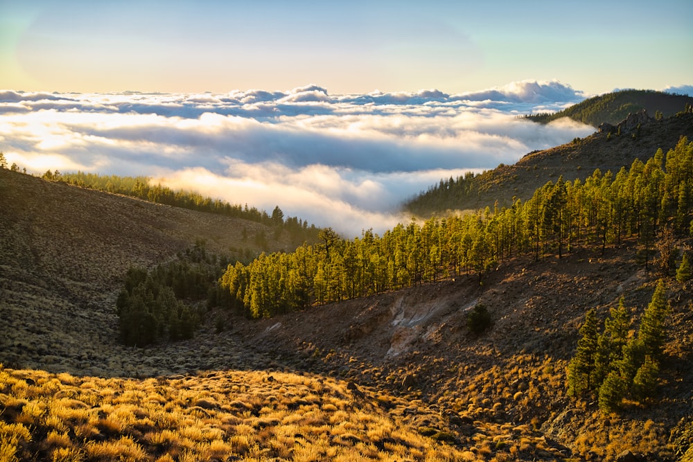 a view of a valley with trees and clouds