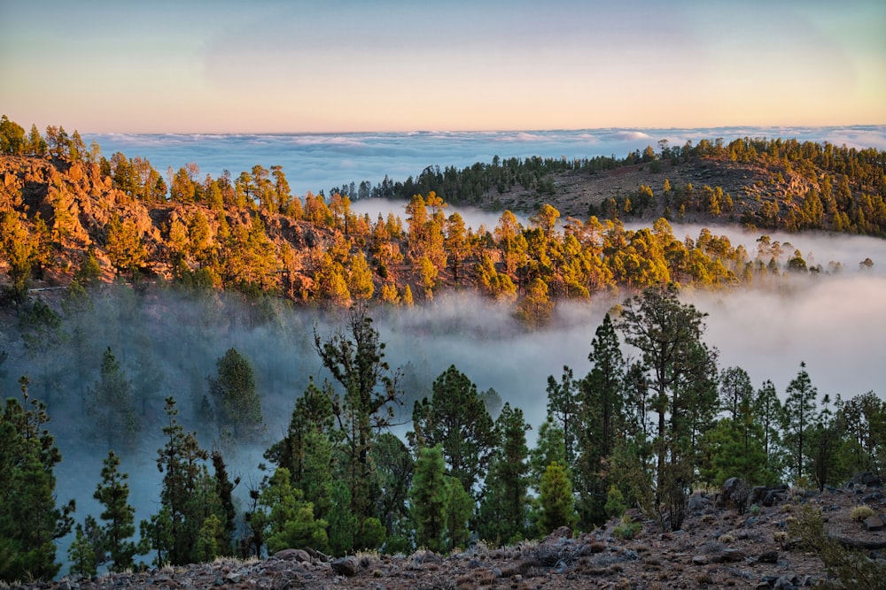 a view of a forest covered in fog