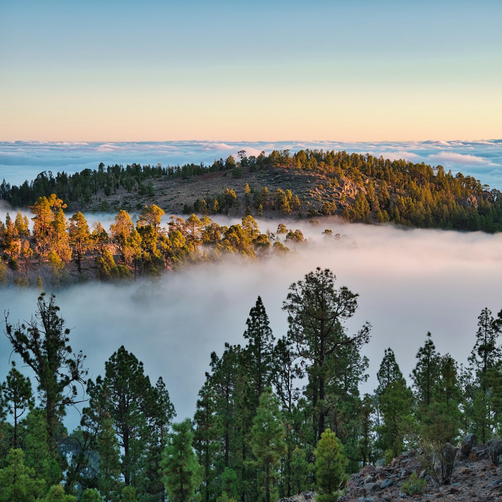 a view of a foggy mountain with trees in the foreground