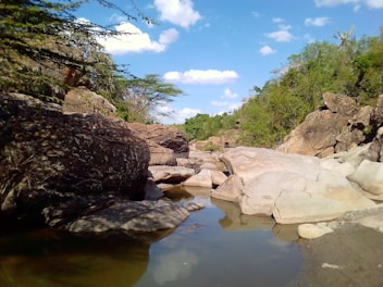 a stream running through a lush green forest