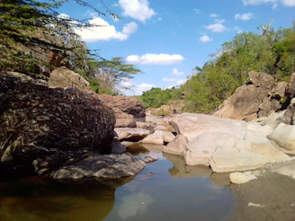 a stream running through a lush green forest
