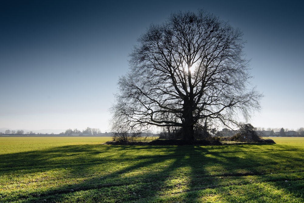 a large tree in the middle of a grassy field