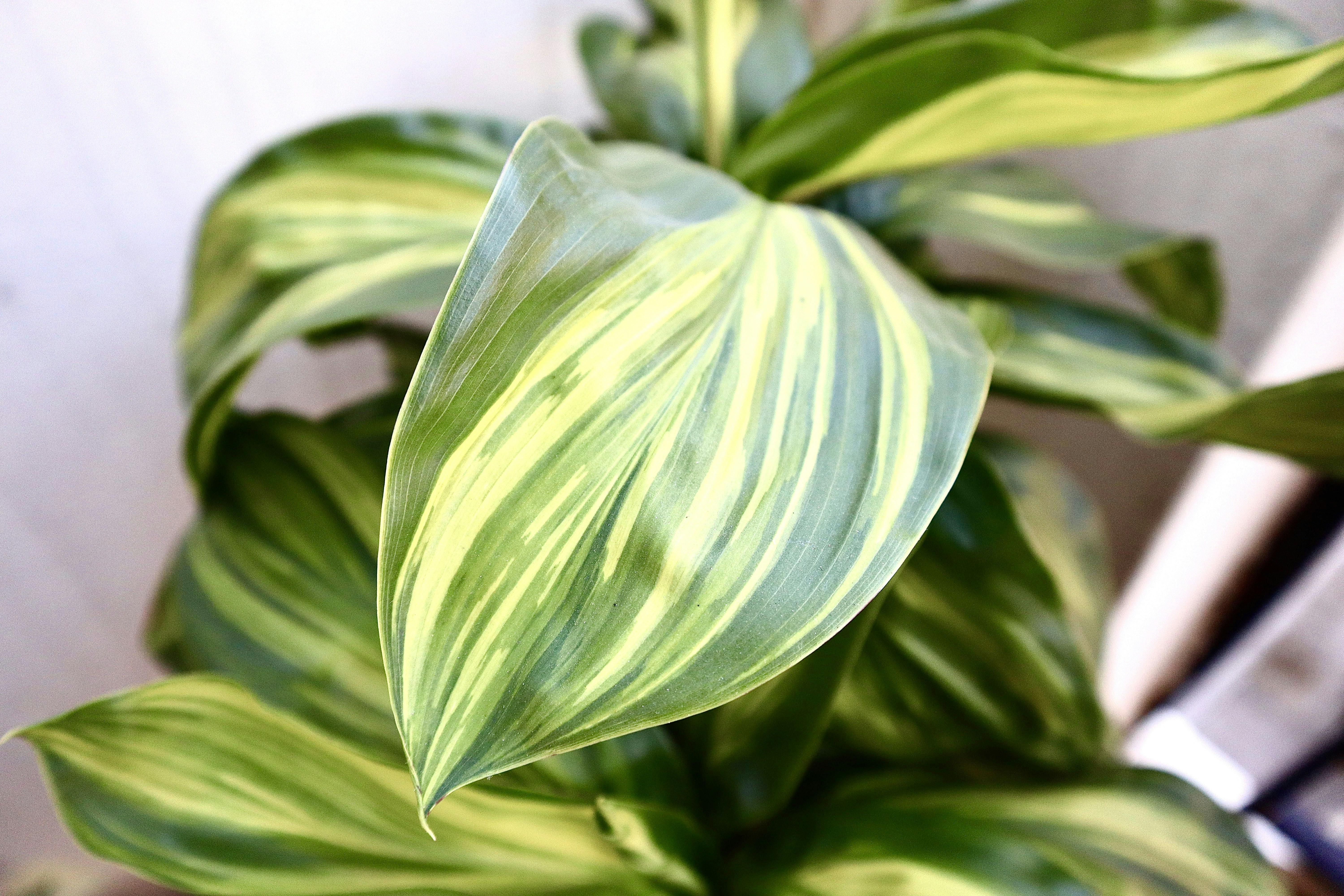 a close up of a plant with green leaves